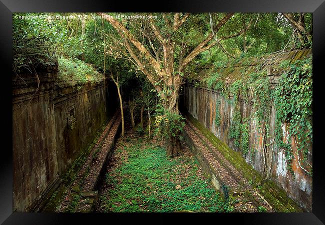 Temple Overgrown by the Jungle Framed Print by Artur Bogacki