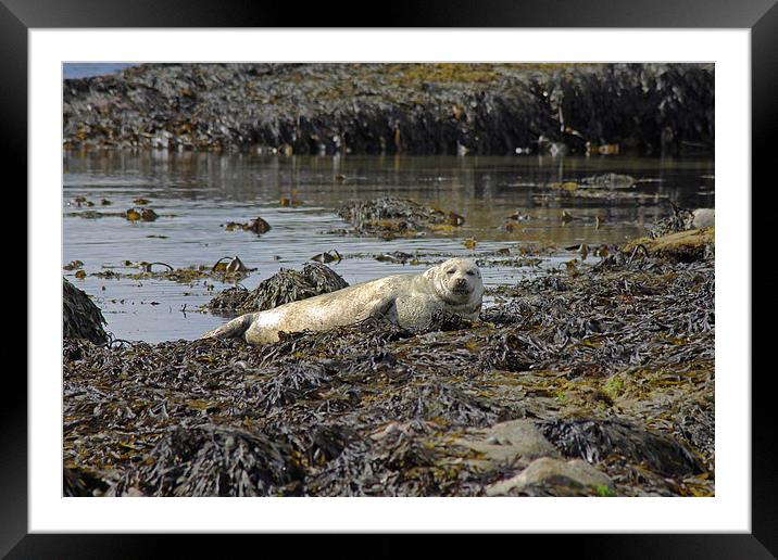 Harbour Seal Framed Mounted Print by Tony Murtagh