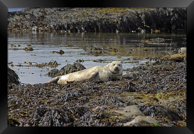 Harbour Seal Framed Print by Tony Murtagh