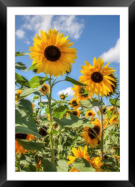  Sunflowers Framed Mounted Print by David Tinsley