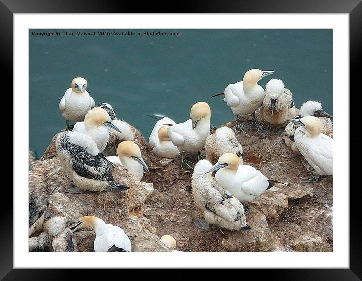  Gannets and their chicks.  Framed Mounted Print by Lilian Marshall