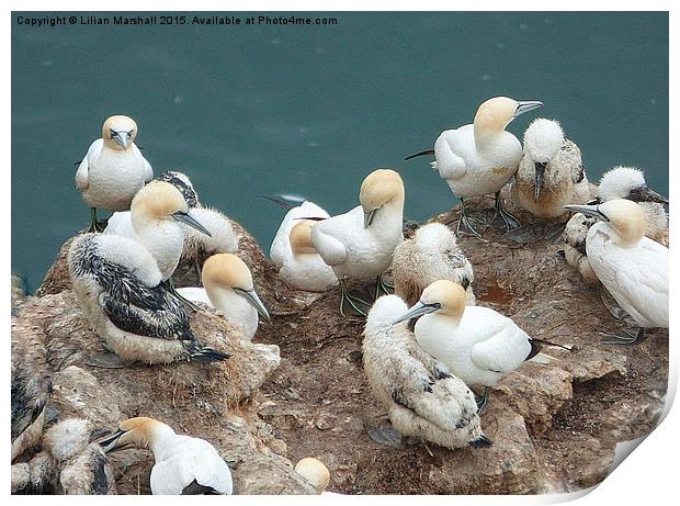  Gannets and their chicks.  Print by Lilian Marshall