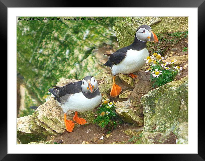  Puffins on the Cliffs..  Framed Mounted Print by Lilian Marshall