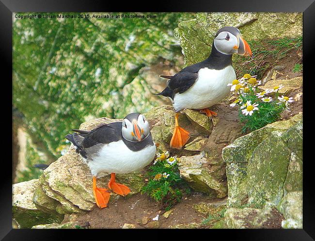  Puffins on the Cliffs..  Framed Print by Lilian Marshall