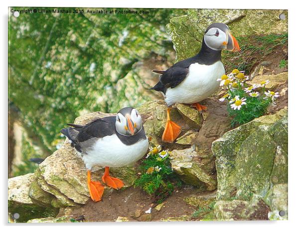  Puffins on the Cliffs..  Acrylic by Lilian Marshall
