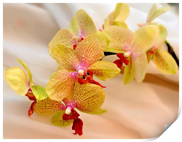  beautiful orchids Print by sue davies
