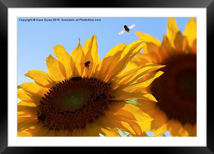  Sunflower Buzz Framed Mounted Print by Dave Eyres