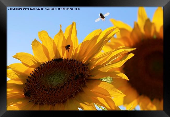 Sunflower Buzz Framed Print by Dave Eyres