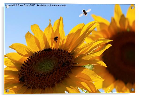  Sunflower Buzz Acrylic by Dave Eyres