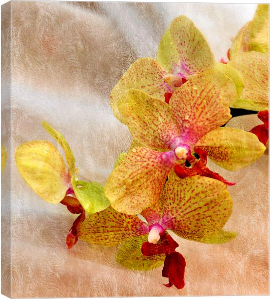  orhid Canvas Print by sue davies