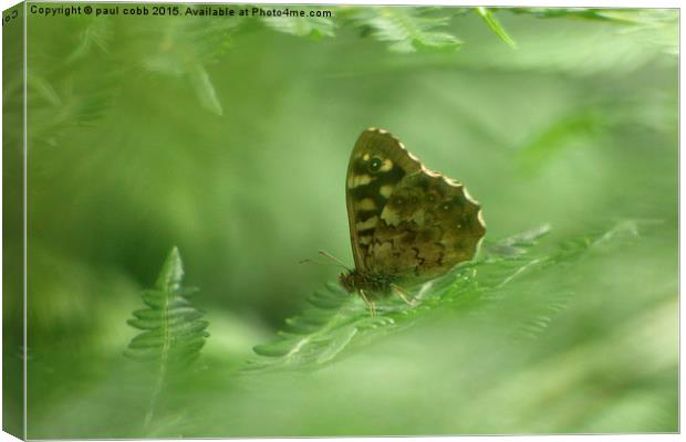  Speckled wood.  Canvas Print by paul cobb
