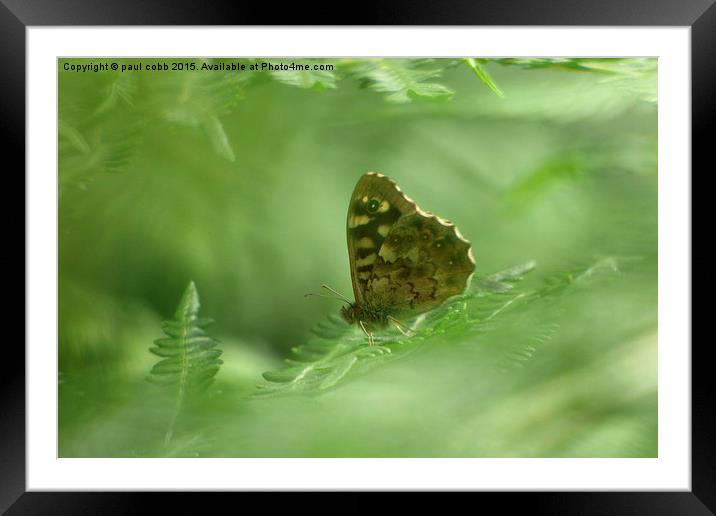  Speckled wood.  Framed Mounted Print by paul cobb