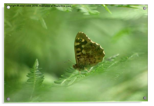  Speckled wood.  Acrylic by paul cobb