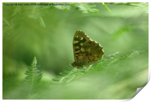  Speckled wood.  Print by paul cobb