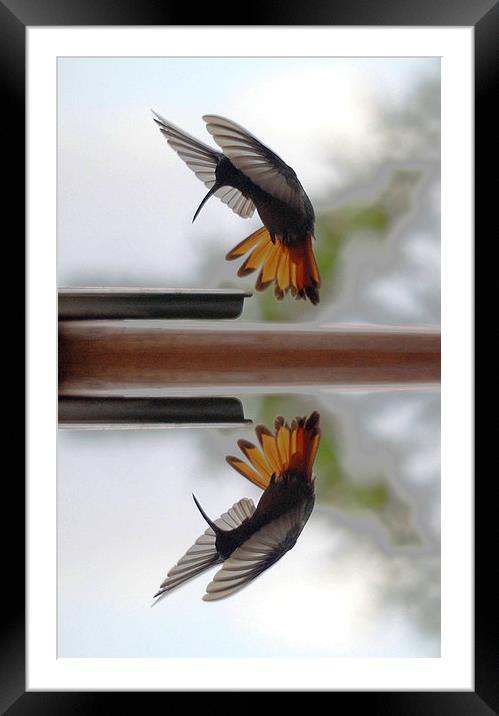 Reflections- Whole Format  Framed Mounted Print by james balzano, jr.