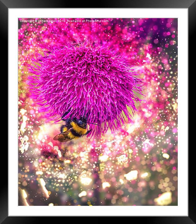  Busy Bee Framed Mounted Print by richard sayer