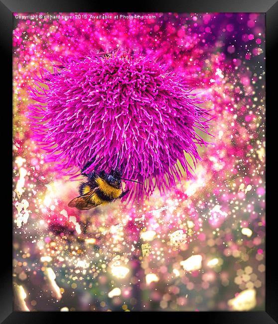  Busy Bee Framed Print by richard sayer