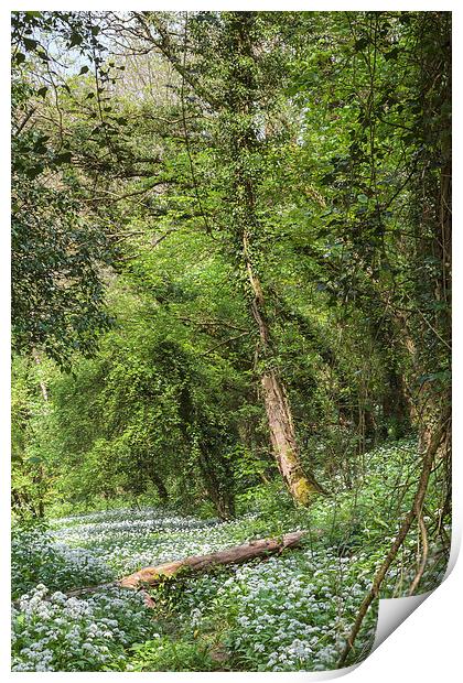  Spring Garlic Footpath Print by David Tinsley