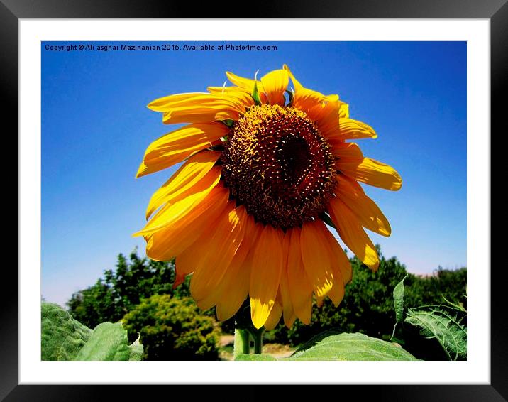  Sunflower in the farm, Framed Mounted Print by Ali asghar Mazinanian