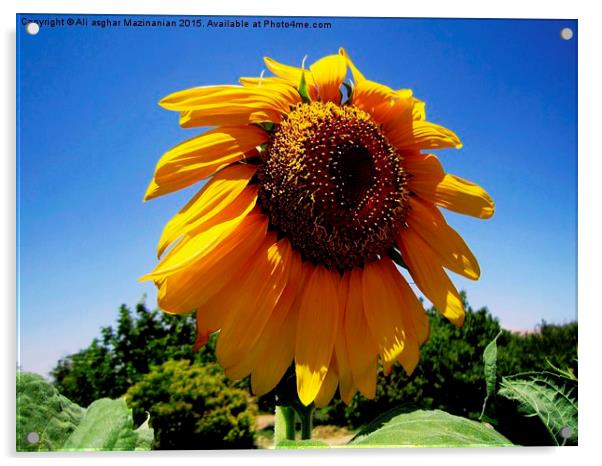  Sunflower in the farm, Acrylic by Ali asghar Mazinanian