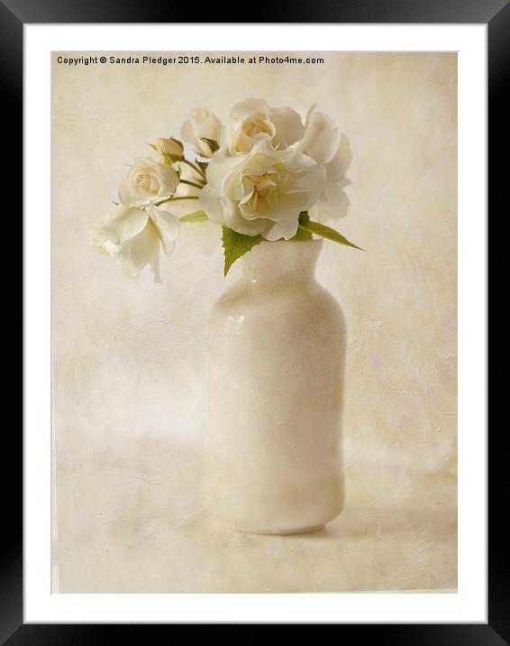  White Roses Framed Mounted Print by Sandra Pledger