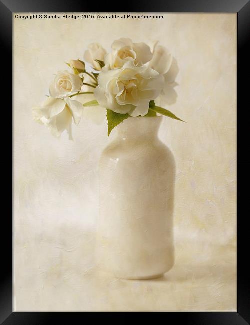  White Roses Framed Print by Sandra Pledger