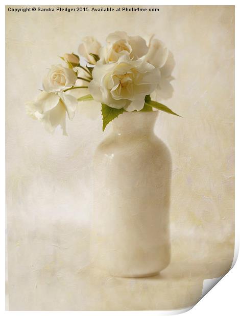  White Roses Print by Sandra Pledger