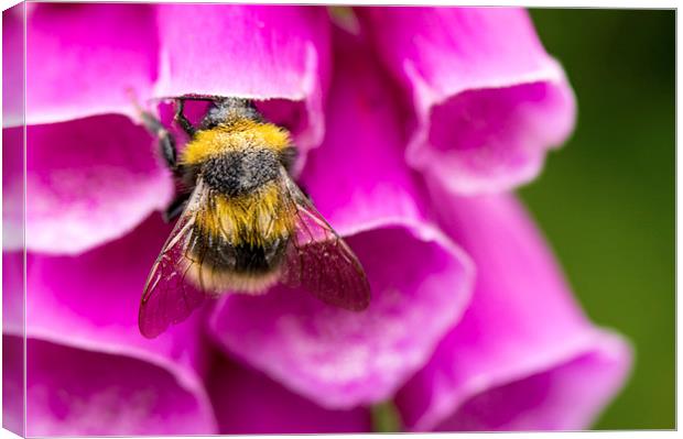  Bee on foxgloves Canvas Print by Claire Castelli
