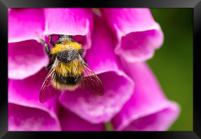 Bee on foxgloves Framed Print by Claire Castelli
