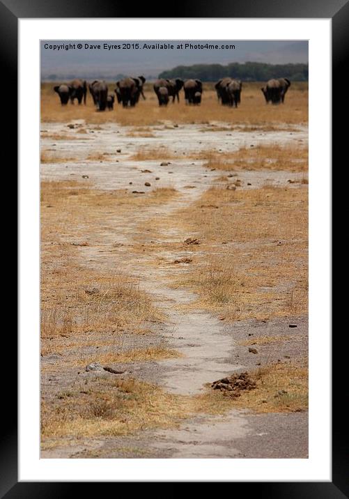 Elephant March Framed Mounted Print by Dave Eyres