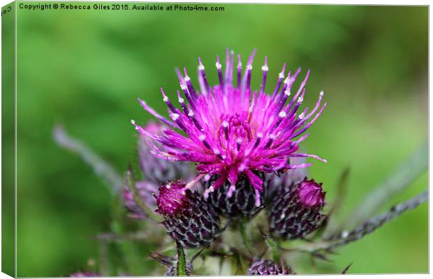  Common Knapweed Canvas Print by Rebecca Giles