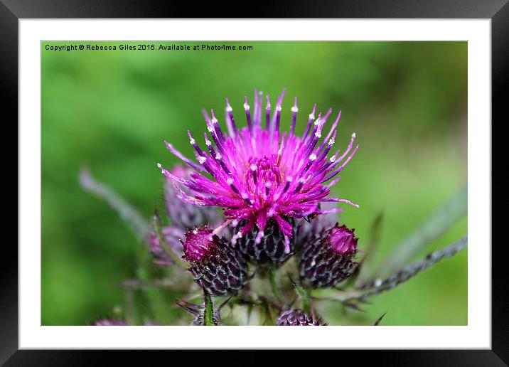  Common Knapweed Framed Mounted Print by Rebecca Giles