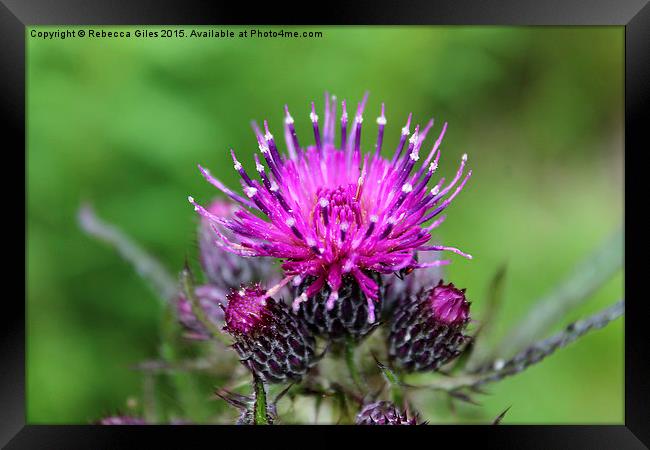  Common Knapweed Framed Print by Rebecca Giles