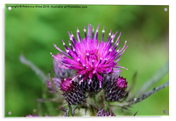  Common Knapweed Acrylic by Rebecca Giles