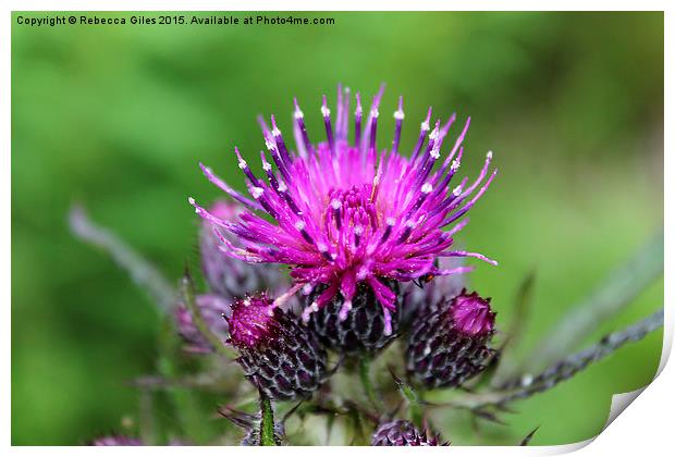  Common Knapweed Print by Rebecca Giles