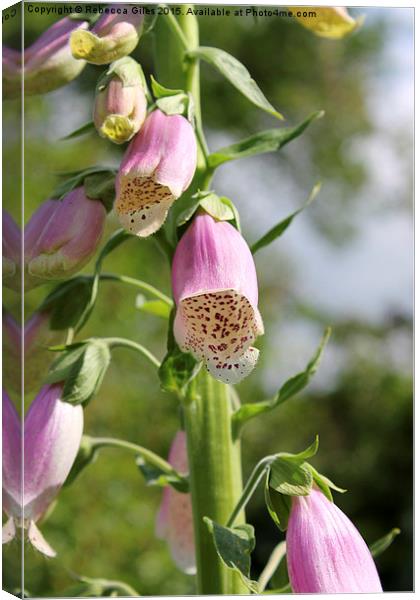  Foxglove Canvas Print by Rebecca Giles