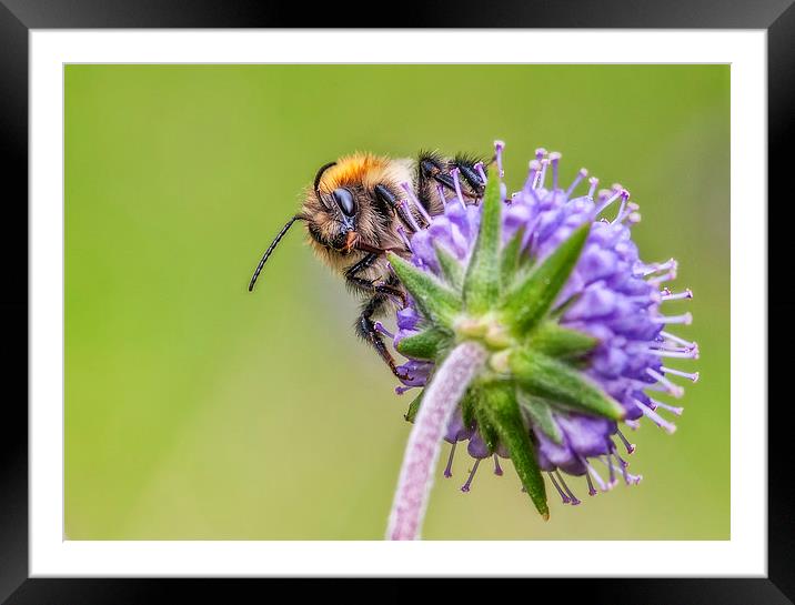  The Bee Framed Mounted Print by Colin Evans