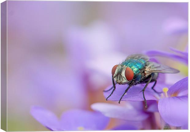  The Fly Canvas Print by Colin Evans