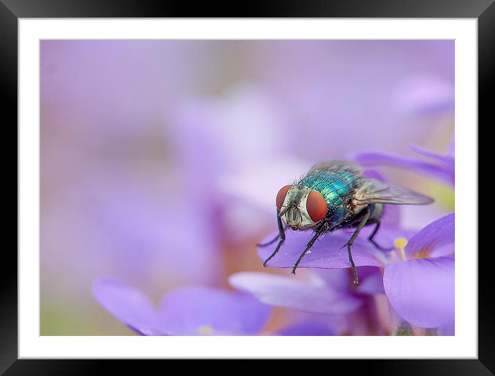  The Fly Framed Mounted Print by Colin Evans