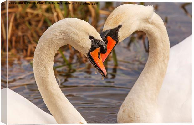 Mute Swans Heart  Canvas Print by Philip Pound