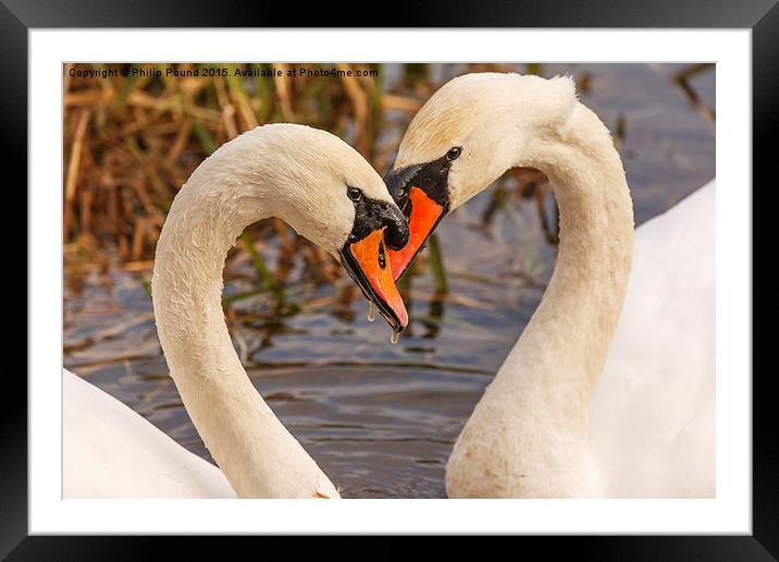 Mute Swans Heart  Framed Mounted Print by Philip Pound