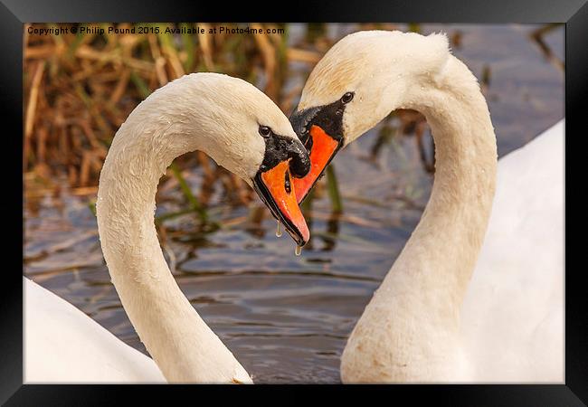 Mute Swans Heart  Framed Print by Philip Pound