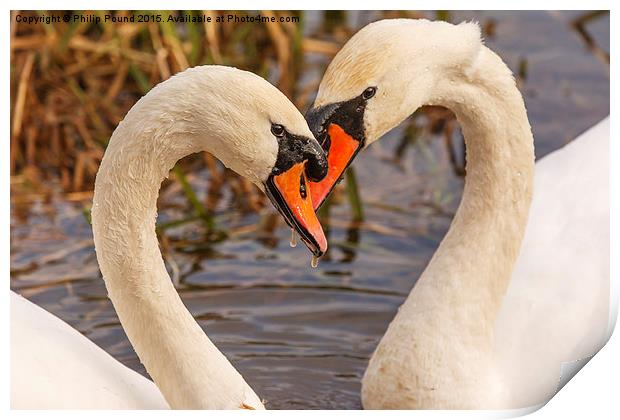Mute Swans Heart  Print by Philip Pound
