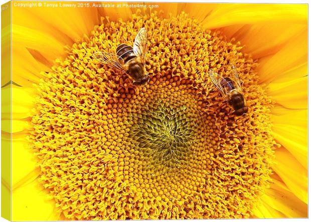 2 bees on a sunflower Canvas Print by Tanya Lowery