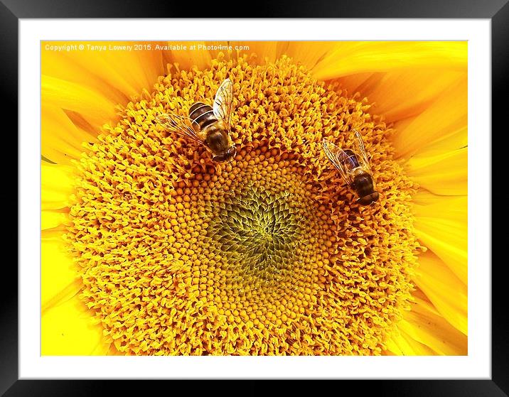 2 bees on a sunflower Framed Mounted Print by Tanya Lowery