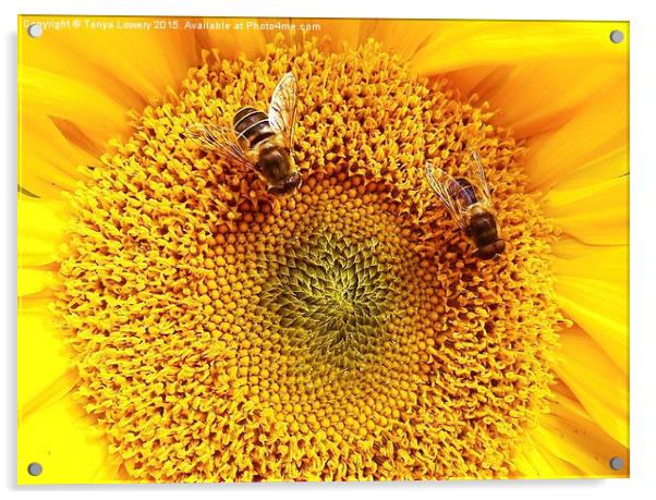 2 bees on a sunflower Acrylic by Tanya Lowery