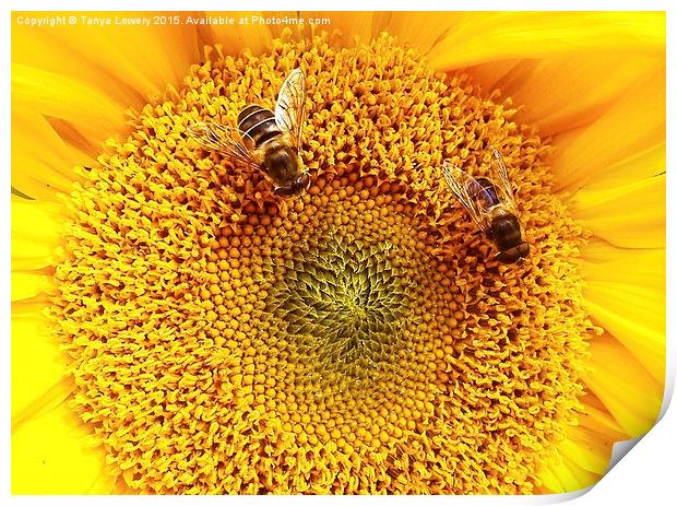 2 bees on a sunflower Print by Tanya Lowery