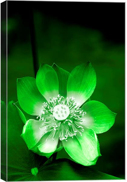  Green Lotus Flower Canvas Print by Carole-Anne Fooks