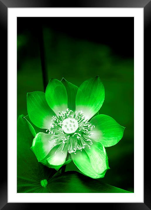 Green Lotus Flower Framed Mounted Print by Carole-Anne Fooks