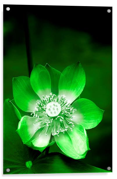  Green Lotus Flower Acrylic by Carole-Anne Fooks